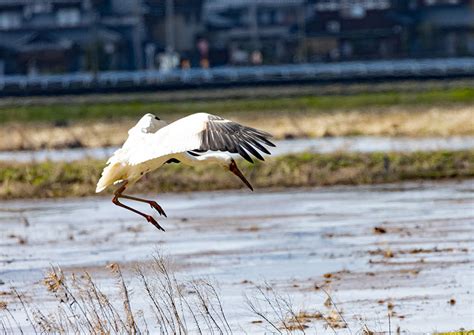 ソデグロヅル飛ぶ様子2回目 鯖江市にて 花鳥は友湖国の自然