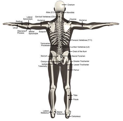 posterior