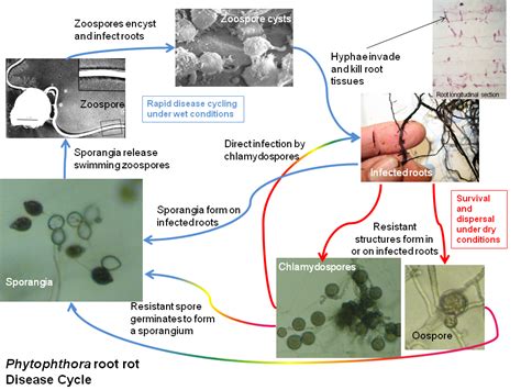 Phytophthora Infestans Diagram