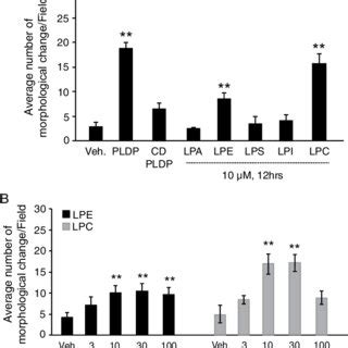 Induction Of Morphological Change By Lysophosphatidylcholine LPC Or