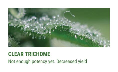 Cannabis Trichomes Importance Rqs Blog