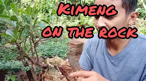 Membuat Bonsai Kimeng On The Rock Youtube