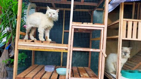 Kandang Kucing Sederhana Dari Kayu Modal Ribuan Youtube