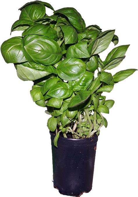 Green Basil Leaf Pot Transparent Png Png Mart