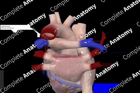 Left Atrium | Complete Anatomy