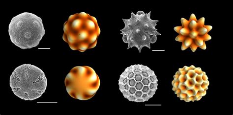 Patterns in Pollen Grains Form Without Using Energy — Biological ...