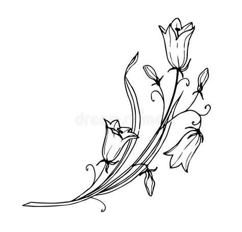 Bellflower Outline Beautiful Botanical Floral Vector Illustration For