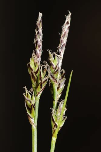 White Tinged Sedge Carex Albicans · Inaturalist