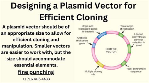 Elements In A Plasmid Vector Scientific Illustration 56 Off