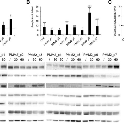 Igf 1r Signaling Pathway Activation Relative Expression Levels Of Download Scientific Diagram