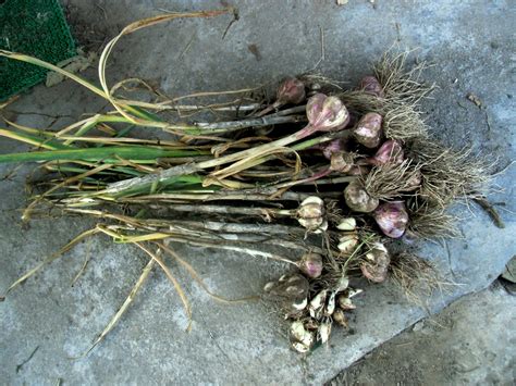 Czosnek Zimowy Uprawa W Ogrodzie Love Natura Kochamy To Co