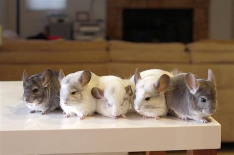 Cuteness Animals And Pets Baby Animals Cute Animals Chinchilla Cute