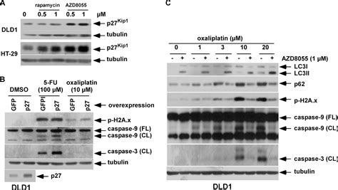 Inhibition Of Mtor Kinase By Azd8055 Can Antagonize Chemotherapy Induced Cell Death Through