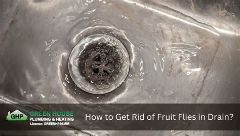 How To Get Rid Of Fruit Flies In Drain