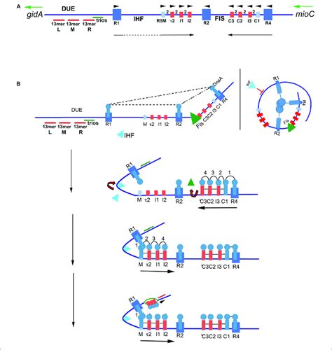 Model Of Staged Orisome Assembly A Map Of E Coli OriC High