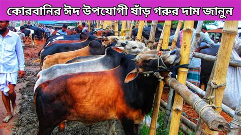 কোরবানির ঈদ সামনে রেখে ছোট বড় মাঝারি সাইজের ষাঁড় গরুর দাম জানুন