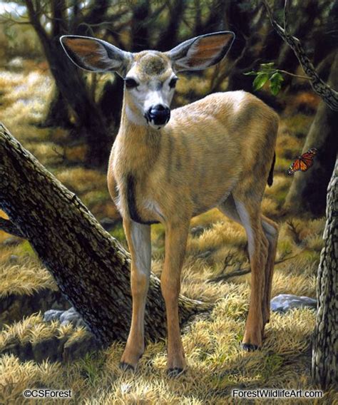 Oil painting of a mule deer fawn and butterfly by wildlife artist ...