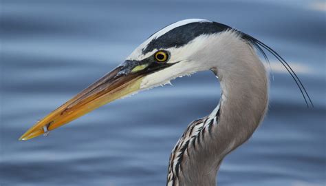 Heron Wallpaperbirdvertebratebeakgreat Blue Heronheron 239731