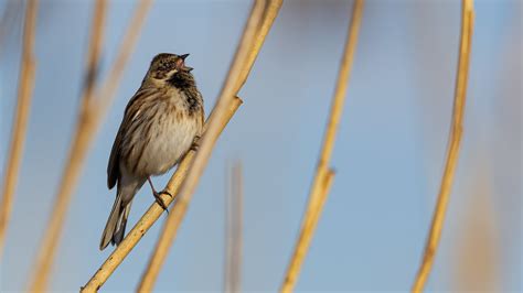 Singimg Common Reed Bunting Emberiza Schoeniclus Flickr