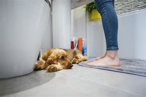 Tényleg Káros Ha Engeded Hogy Kutyád Kövessen A Fürdőszobába