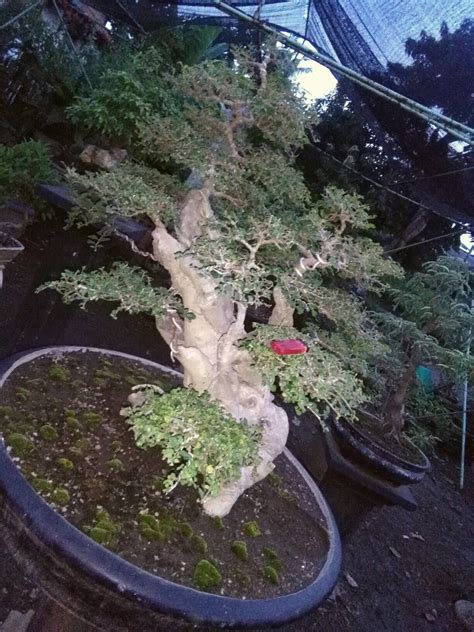 26 Cara Membuat Tanaman Bonsai Serut