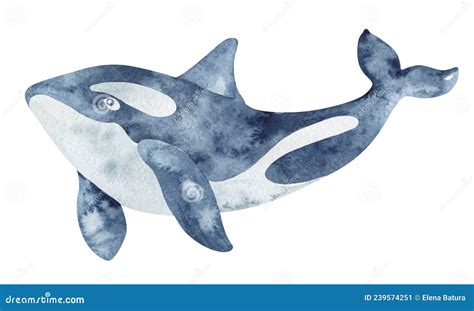 Northern Killer Whale Watercolor Illustration Stock Illustration