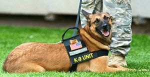 K9 Police Dogs - The German Shepherd Police K9