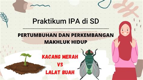 Praktikum Ipa Pertumbuhan Dan Perkembangan Makhluk Hidup Kacang