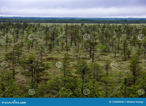 Troncos Y Ramas De Rbol De Pino Con Las Agujas Verdes En Rea Del