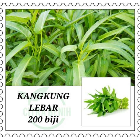 Jual Biji Benih Kangkung Super Tipe Daun Lebar Panen Umur