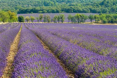 Echter Lavendel Lavandula Angustifolia Lippenbl Tler Lamiaceae