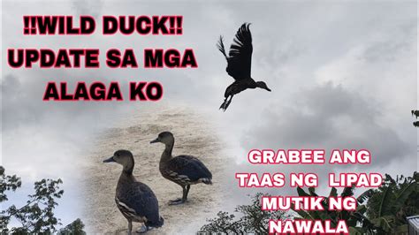 MUNTIKAN NG MAWALA Grabee TAAS NG LIPAD WILD DUCK Alanskie Tv