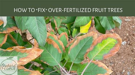 What To Do If You Over Fertilize A Tree😥 🌳 👩🏽‍⚕️ Youtube