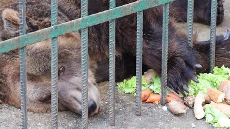 Meet Mark One Of Albania S Last Restaurant Bears