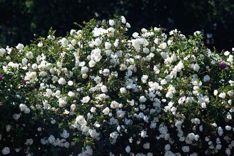 5 WHITE ROSE Rosa Bush Shrub Perennial Flower Seeds – Seedville USA