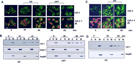 Nuclear Translocation Of Cytochrome C During Apoptosis Journal Of