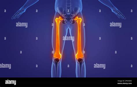 Anatomy of the human femur Stock Photo - Alamy