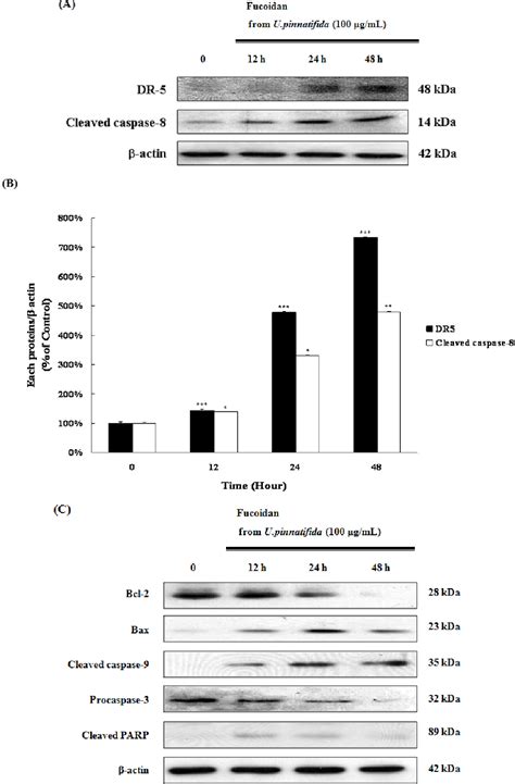 Figure 3 From The Anticancer Effect Of Fucoidan In Pc 3 Prostate Cancer