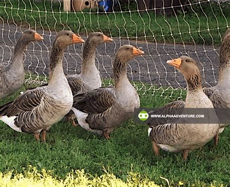 Buy French Toulouse Geese For Sale From Alpha Agventure Farms