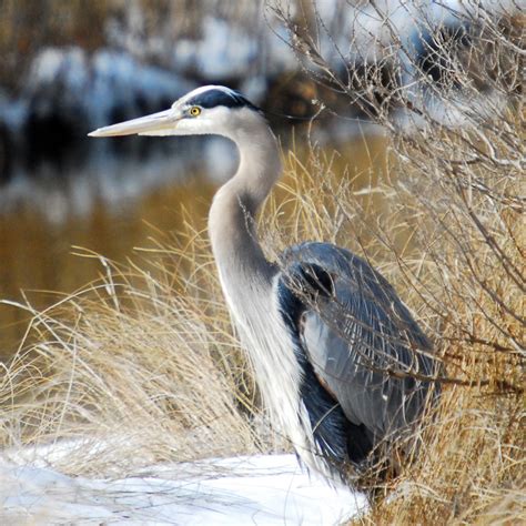 Great Blue Heron In Winter Photo Awgrubb Photos At