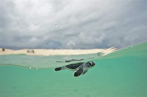 Best Places To See Turtles On The Great Barrier Reef Near Cairns