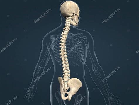 Skull Spinal Cord And Hip Bone 3d Illustration 2023