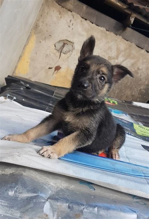 Solid Both Sex Gsd Puppies For Sale Going Cheap And Fast Pets Nigeria