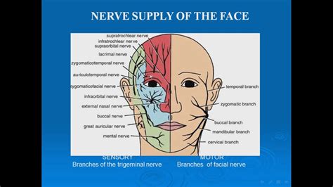 10 Nerve Supply Of The Face Sensory Trigeminl N Youtube