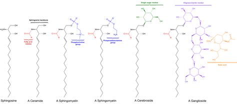 9 Self Assembly Lipids Membranes Biology Libretexts