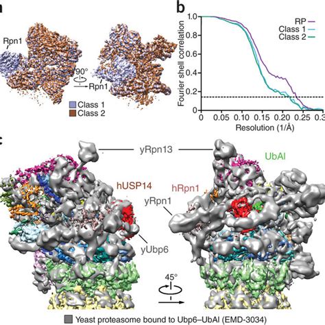 Cryo Em Structure Of The Human 26s Proteasome A Average Resolution Download Scientific