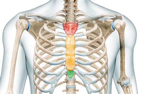 Midline Markers Alignment Anatomy Median Plane