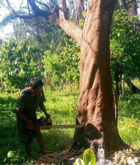 Gambar Pohon Besar Dan Rindang Serat