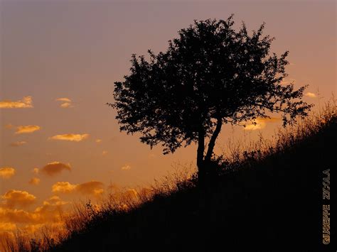 Wallpaper Nature Tree Woody Plant Dawn Sunrise Sunset Evening