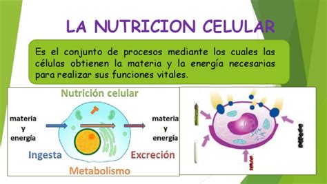 La Nutricion Celular Pdf